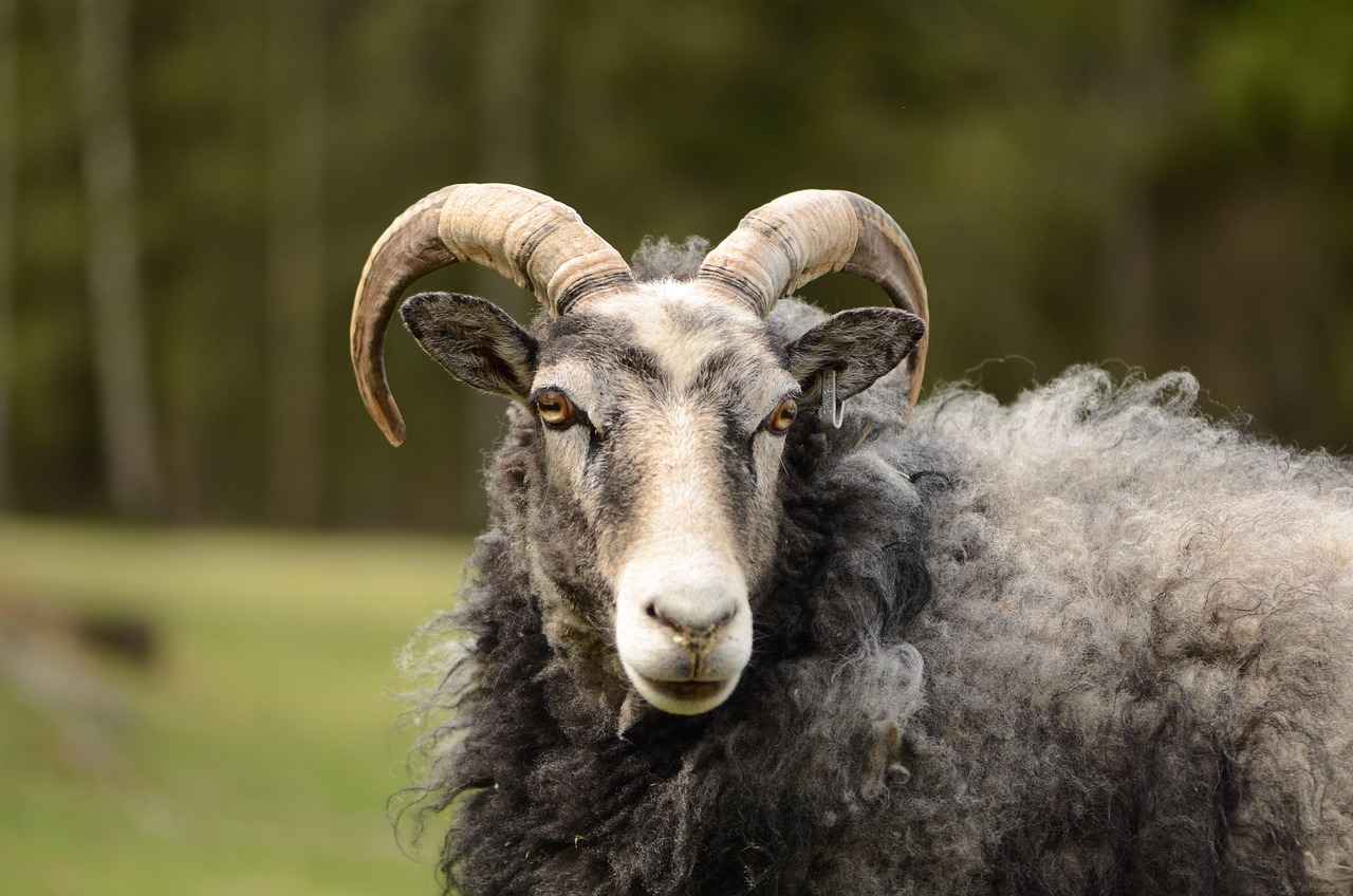 Bütçenize Uygun Oyuncu Koltukları