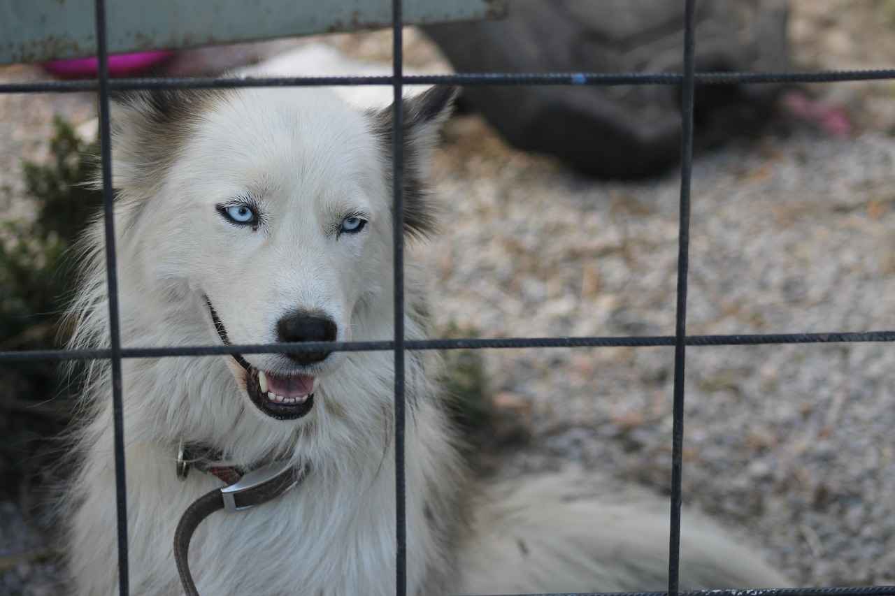 Oyuncu Koltuğu Bakımı ve Temizliği